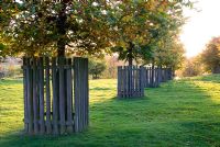Fagus - Beech trees in a row protected by wooden enclosures