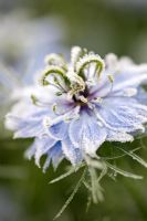 Nigella damascena 'Miss Jekyll' with frost