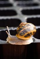 Garden snail on a black seed cell tray