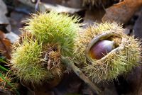 Castanea sativa - Sweet chestnuts on the ground amongst leaf litter