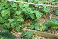 Strawberry bed covered with bird netting