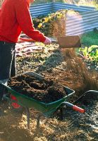 Man adding compost to improve soil in allotment
