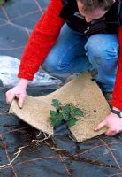 Man putting piece of old carpet around plant to prevent weeds