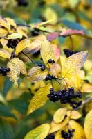 Cotoneaster moupinensi - berries and autumn foliage at Thorp Perrow Arboretum, Yorkshire