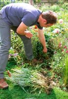 Man pulling up wallflowers that are going to seed in early summer from a border