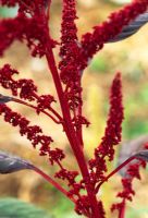 Amaranthus hypochondriacus - Grain amaranth