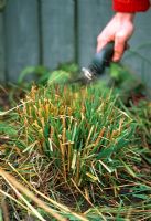Trimming old leaves from ornamental grass in spring just before new growth starts