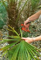 Woman cutting off old lower leaves of Trachycarpus fortunei