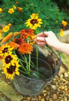 Woman putting cut flowers into bucket of water