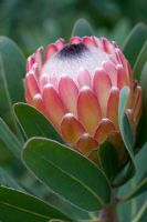 Protea - The Palheiro Gardens, Madeira. Genus of evergreen shrub in February, is frost tender and likes full sun and well drained soil. Difficult to grow in Britain