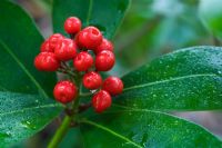 Skimmia japonica 'Highgrove Redbud'