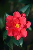 Camellia japonica 'Freedom Bell'