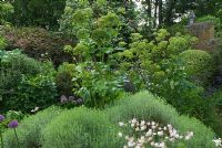 Tall angelica, Angelica archangelica, towers above mounds of santiolina and delicate aquilegias in the walled herb garden with Phlomis fruticosa and clipped variegated box behind. Private garden, Hampshire.