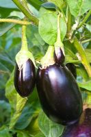 Solanum melongena 'Madonna' 