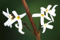 Abeliophyllum distichum 