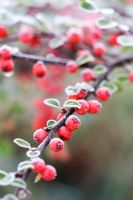 Frost on berries of Cotoneaster horizontalis