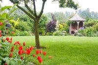 Tulipa sprengeri and the gazebo in the garden at Dial Park, Worcestershire, in May