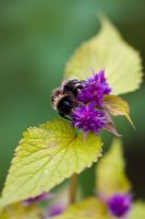 Bumblebee on Agastache foeniculum 'Golden Jubilee'