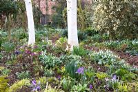 Snowdrops and winter flowers under birch trees and a woodland bark path at Dial Park, Chaddesley Corbett, Worcestershire
