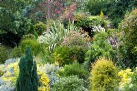 Mixed borders including Senecio 'Sunshine', Lonicera nitida, Photinia 'Red Robin', Phormium tenax at Honeybrook House Cottage, Worcestershire