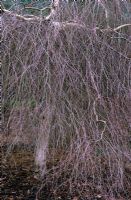 Betula pendula 'Youngii' in winter
