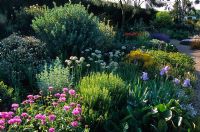 The dry Gravel Garden in late spring at Beth Chatto's Garden, Essex. Mixed planting of perennials, bulbs and shrubs including Centaurea, Bergenia, Papaver, Iris, Allium nigrum, Cistus, Genista and Nepeta