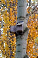 Bat roosting boxes high in a tree