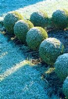 Buxus balls in border in winter - Woodpeckers, Warwickshire NGS