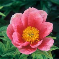 Paeonia 'Lovely Rose'