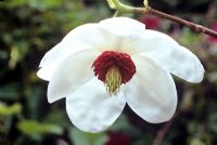 Magnolia wilsonii AGM