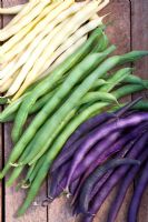 Mixed dwarf French beans - Phaseolus 'Golddukat', 'Divara' and 'Purple Teepee' 