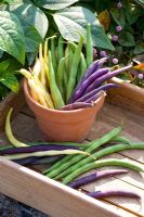 Mixed dwarf French beans in pot and tray - Phaseolus 'Golddukat', 'Divara' and 'Purple Teepee' 