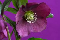 Helleborus orientalis - Lenten Rose
