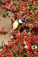 Great tit perching in Cotoneaster with berries
