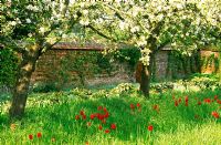 Red tulips naturalized in the grass of the apple orchard - Cranborne Manor Garden, Cranborne, Dorset