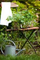 Herb, fruit and flower basket on old red bandstand chair, with metal watering can - Viola, Nasturtium 'Alaska', strawberries and pineapple mint