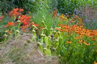 Prairie planting including Phlomis russeliana, Crocosmias and Heleniums at Honeybrook House Cottage, Worcestershire