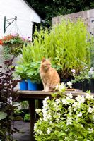 Jimmy the cat guarding plants for sale on an NGS open day at Honeybrook House Cottage, Worcestershire