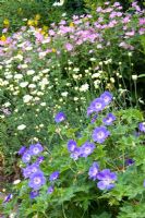 Geranium 'Rozanne' with Anthemis and Geranium in the background