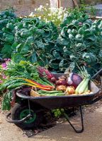 Wheelbarrow loaded with freshly picked produce. Chard 'Bright Lights', Beetroot 'Bolthardy', Runner Beans 'White Lady', Onions 'Radar' and 'New Fen Globe', Sweetcorn, Red Cabbage, Celery. Behind Brussel Sprouts - The walled garden at Haddon Lake House