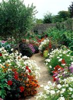 Pathway through walled garden with Olive Trees, Cosmos 'Sonata' , Dahlia 'Bishop of Llandaff', Rudbeckia 'Cherokee Sunset' and  Ageratum - The walled garden at Haddon Lake House