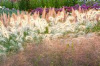Mixed bed of ornamental grasses - Pennisetum villosum nemira, Pennisetum setaceum 'Pegasus' and Panicum 'Fountain' 