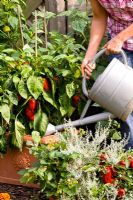 Woman watering Capsicum annuum 'Redskin' in container 