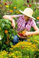 Woman harvesting chillies and peppers