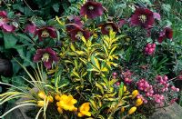 Purple, pink and yellow tones for winter and early spring in a stone font with Helleborus orientalis with Euonymus japonicus 'Aureus', Gaultheria mucronata, Acorus 'Ogon' and Crocus x luteus 'Golden Yellow' 