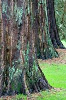 Sequoiadendron giganteum - Giant Sequoia, Sierra Redwood or Wellingtonia at Goucestershire National Aboretum 