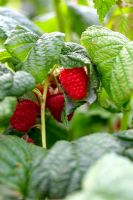 Rubus idaeus - Raspberry 'Octavia'
