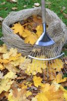 Autumn leaves with rake and biodegradable jute leaf sack - Sacks are left for a year to break down and produce leaf mold
