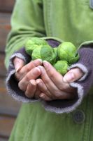 Woman holding harvested Brussel sprouts