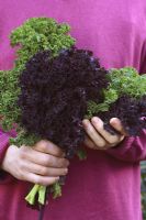 Man holding bunch of freshly picked curly kale